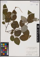 Foto von Salix caprea L.